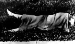 黑色大丽花在线观看,暗夜中的惊悚悬疑之旅